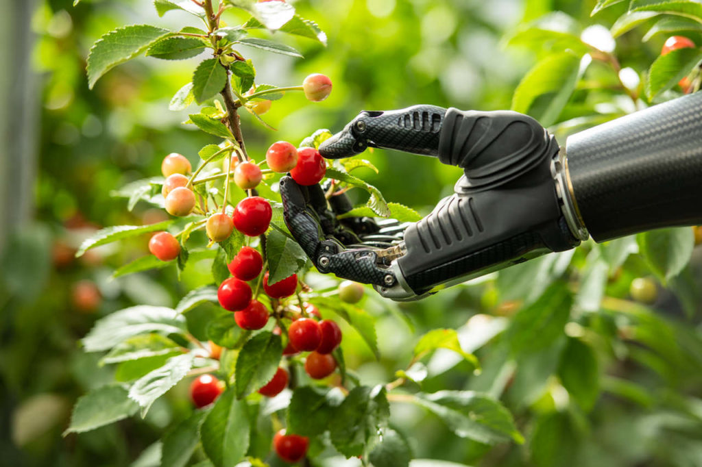 Nahaufnahme einer Carbon-Armprothese, die präzise und feinmotorisch nach roten Beeren an einem Strauch greift.
