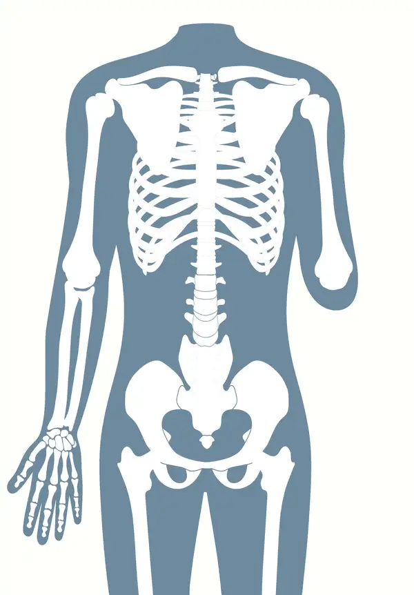 Anatomische Darstellung eines menschlichen Skeletts, das eine Ellenbogenexartikulation zeigt.