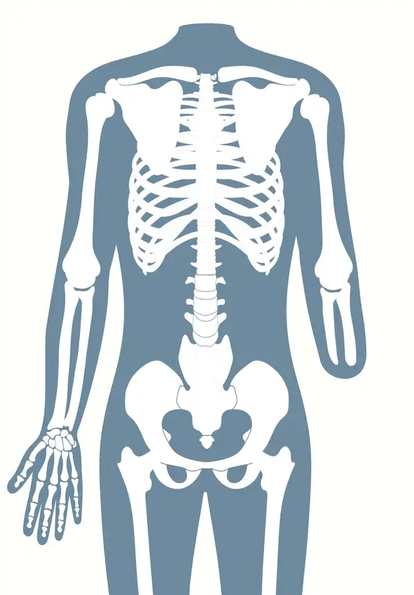 Anatomische Darstellung eines menschlichen Skeletts, das eine Unterarmamputation (transradial) zeigt.